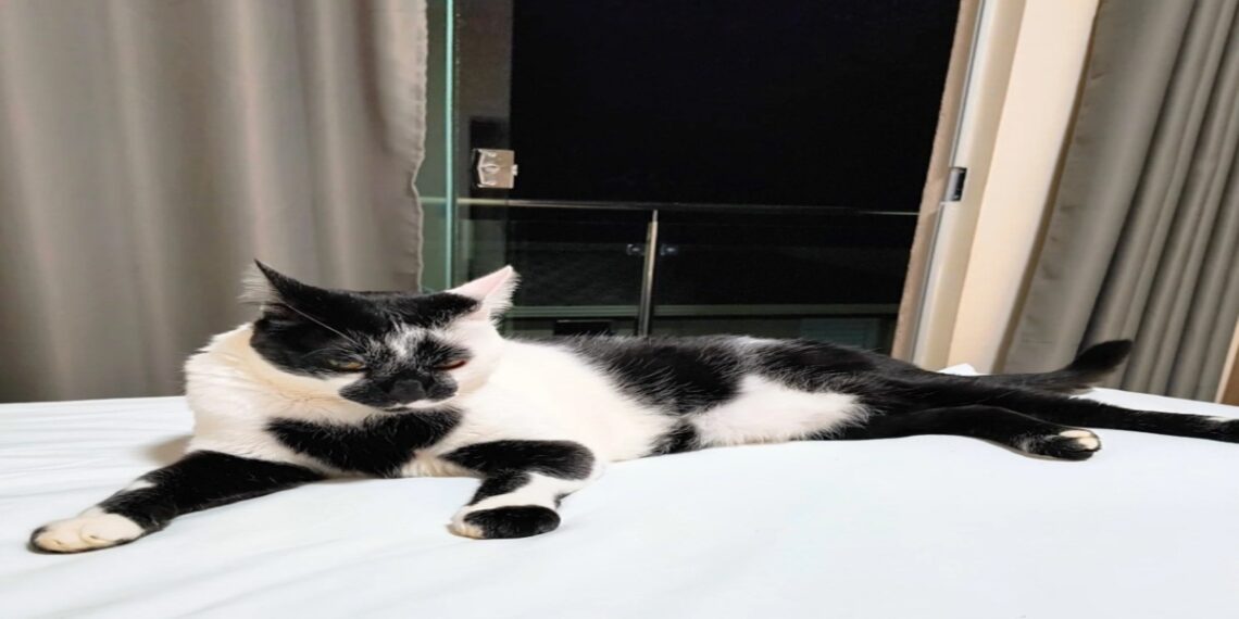 O gato “mais gato” do Brasil ganha o concurso de 2025 e encanta com mancha em formato de coração