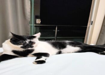 O gato “mais gato” do Brasil ganha o concurso de 2025 e encanta com mancha em formato de coração