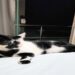O gato “mais gato” do Brasil ganha o concurso de 2025 e encanta com mancha em formato de coração