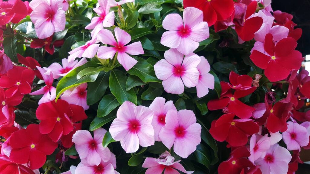 Esta flor medicinal trata dermatite e cicatriza feridas