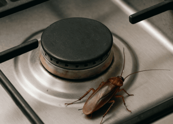 Você pode estar ignorando sinais no fogão que indicam infestação de pragas