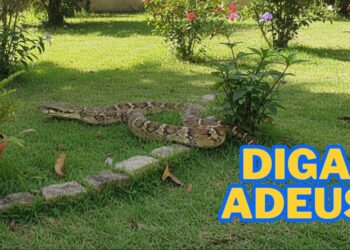As quatro plantas que estão afastando cobras de quintais no Brasil