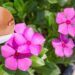 Esta flor medicinal trata dermatite e cicatriza feridas