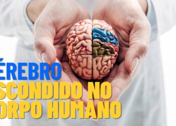 Ciência revela: existe mais um cérebro no corpo humano