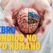 Ciência revela: existe mais um cérebro no corpo humano