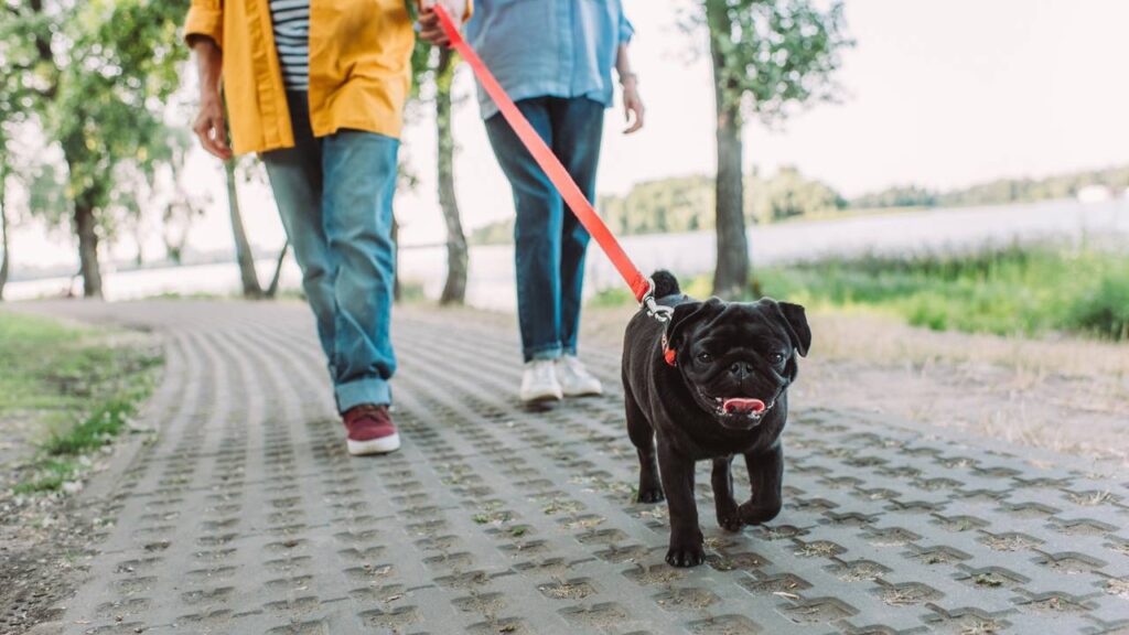 Como treinar seu cachorro a caminhar ao seu lado sem puxar a coleira