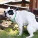 Aprenda a ensinar o seu cachorro a fazer as necessidades em um só lugar