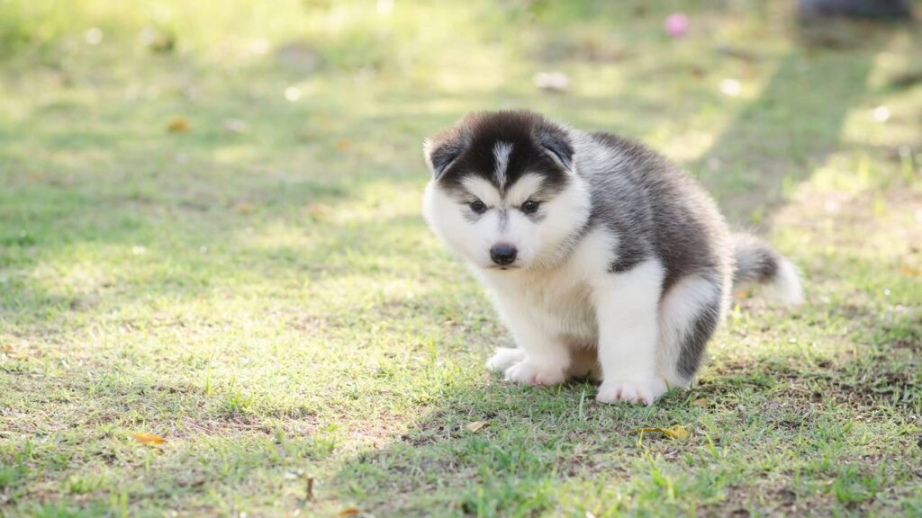 Aprenda a ensinar o seu cachorro a fazer as necessidades em um só lugar