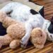 9 nomes engraçados para dar ao seu cachorro preguiçoso