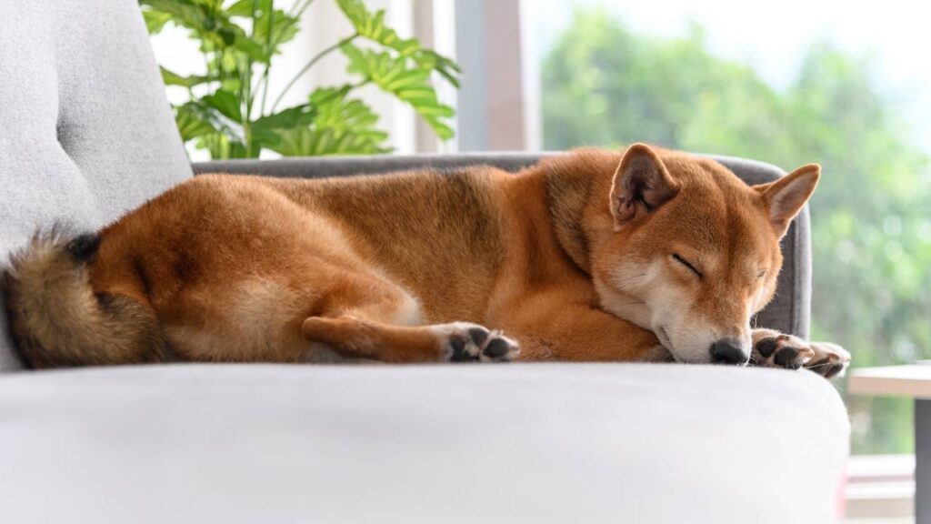 9 nomes engraçados para dar ao seu cachorro preguiçoso