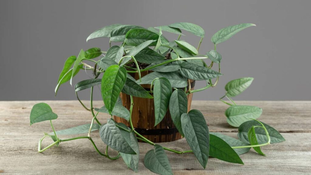Nem ambientador, nem essência: planta comum que mantém o quarto fresco o tempo inteiro