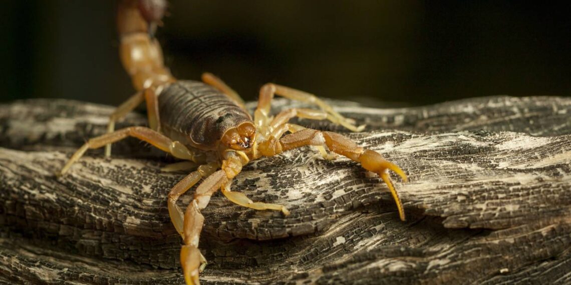 Escorpiões aparecendo no quintal? O método natural para evitar que eles invadam sua casa