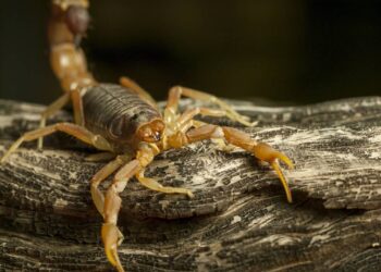Escorpiões aparecendo no quintal? O método natural para evitar que eles invadam sua casa