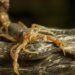 Escorpiões aparecendo no quintal? O método natural para evitar que eles invadam sua casa