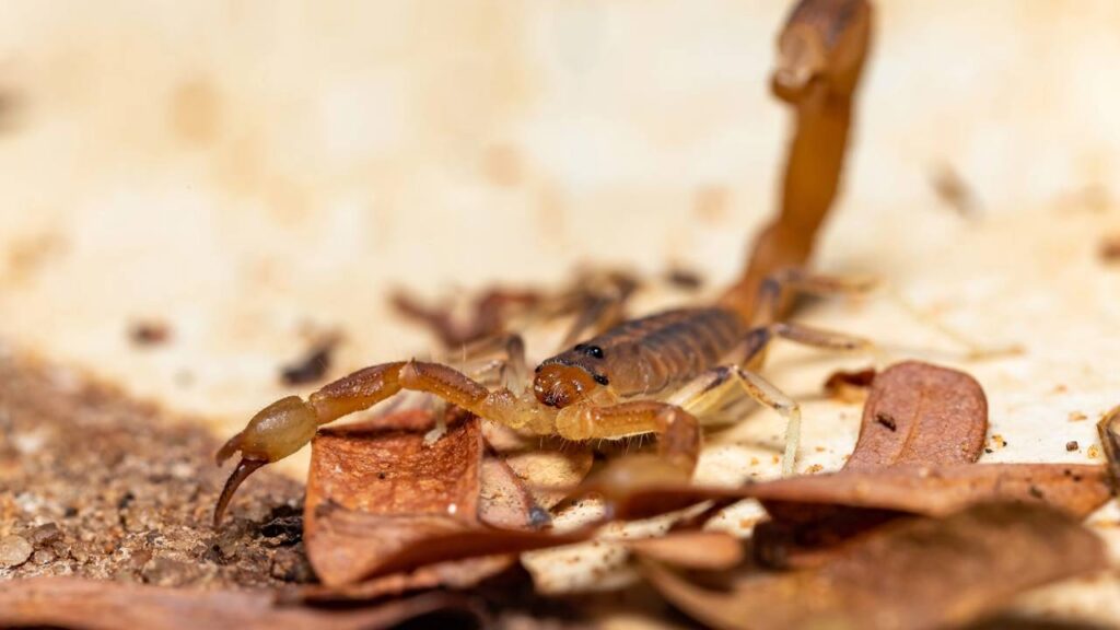 Escorpiões aparecendo no quintal? O método natural para evitar que eles invadam sua casa