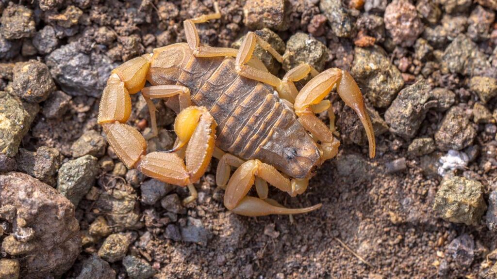 Escorpiões aparecendo no quintal? O método natural para evitar que eles invadam sua casa