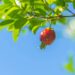 Quem sonha com uma árvore frutífera que dá frutos no verão vai adorar saber disso