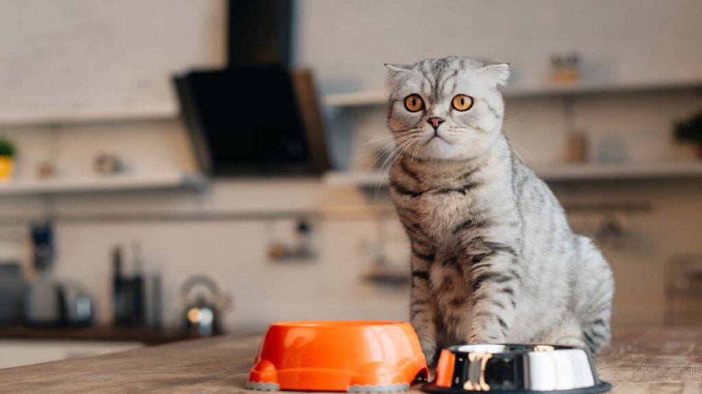 Nomes inspirados em personagens de séries coreanas para colocar em gatos