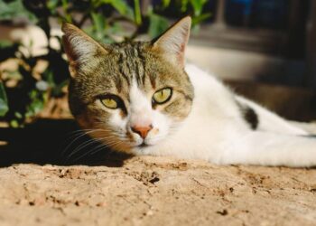 Dicas para ajudar o seu gato a lidar com o calor neste verão