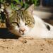 Dicas para ajudar o seu gato a lidar com o calor neste verão