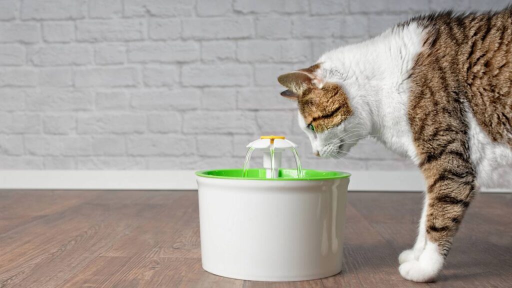 Dicas para ajudar o seu gato a lidar com o calor neste verão