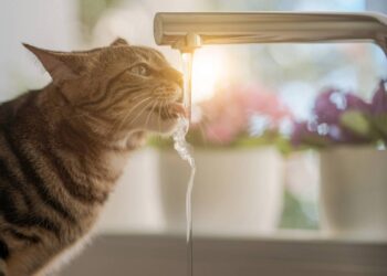 Saiba como fazer o seu gato tomar mais água durante o dia