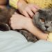 12 erros comuns de tutores iniciantes que prejudicam o bem-estar emocional de um gato