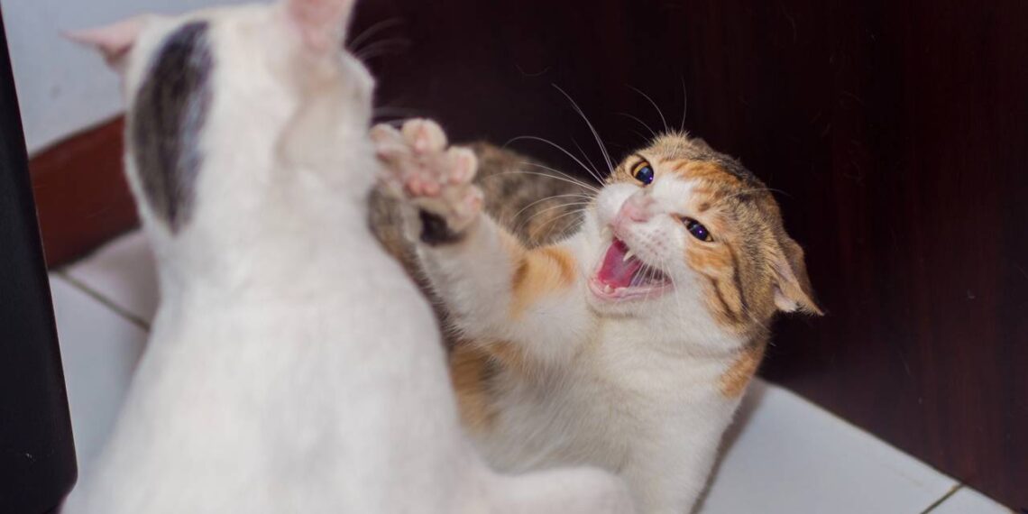 Dicas para fazer dois gatos se darem bem depois de adultos