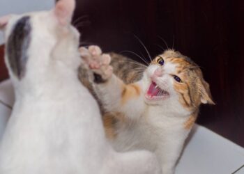 Dicas para fazer dois gatos se darem bem depois de adultos