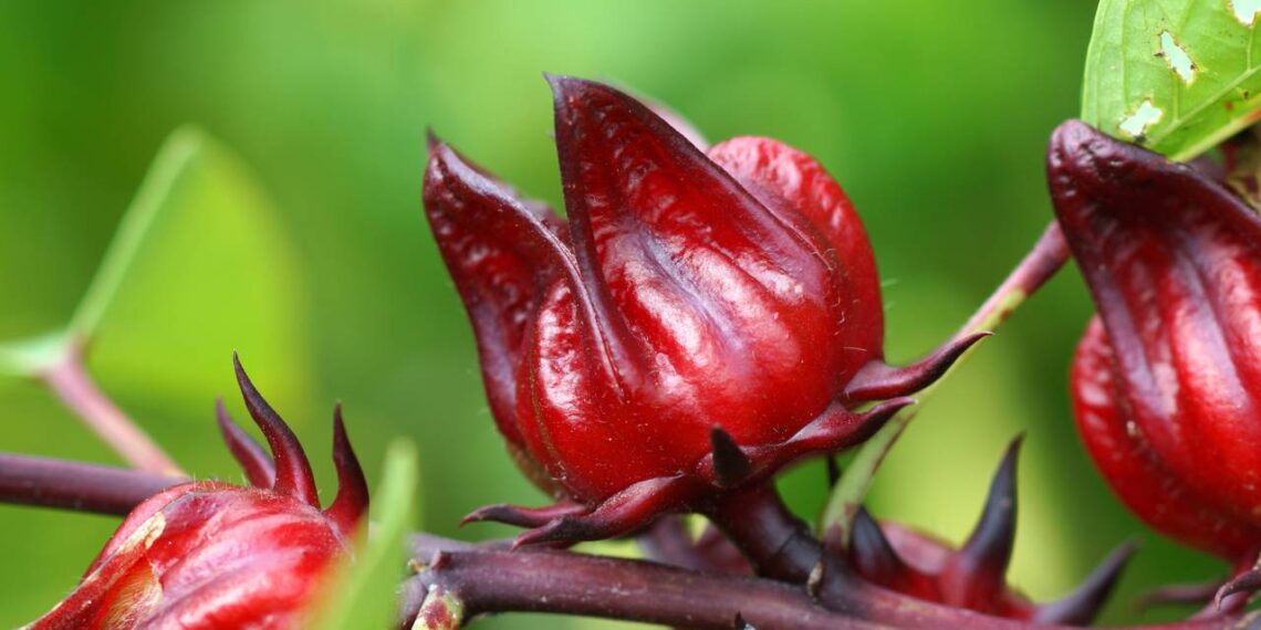 Esta planta pode eliminar toxinas do corpo graças à sua ação diurética
