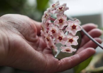 Parece artificial, mas é uma flor natural e fácil de cultivar em casa