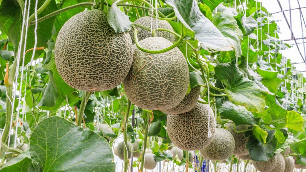 Faça uma pequena horta de melão no jardim com instruções de cultivo