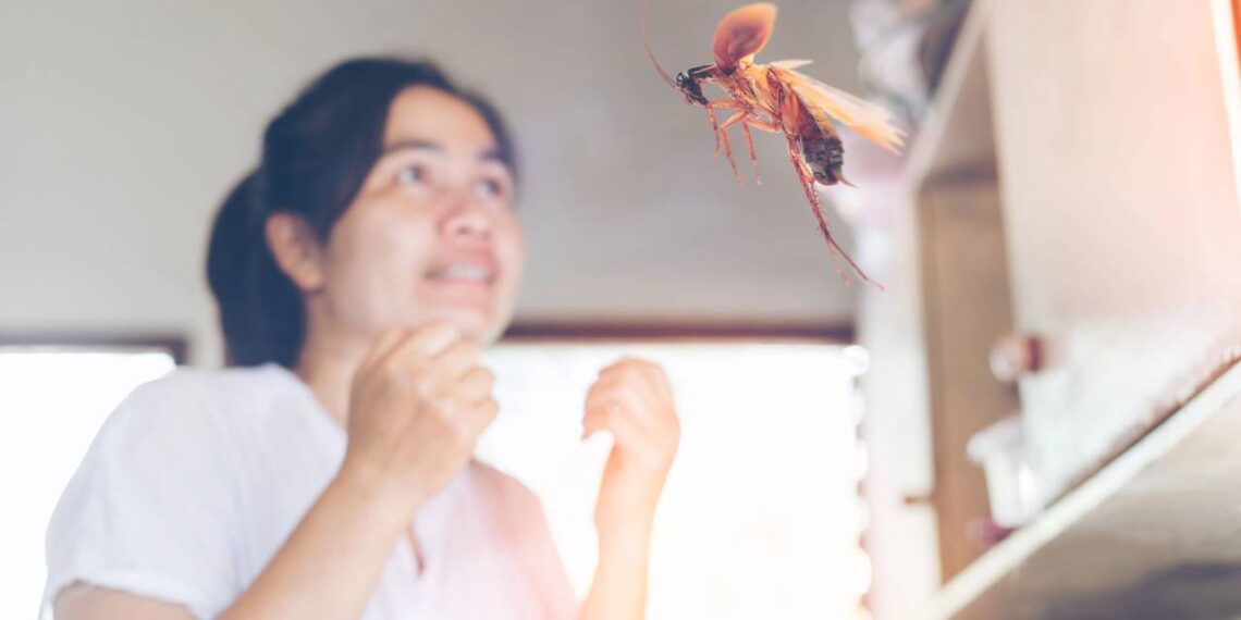 No calor do verão, esta praga se plorifera e aparecem mais “voadoras”; saiba como se livrar de baratas