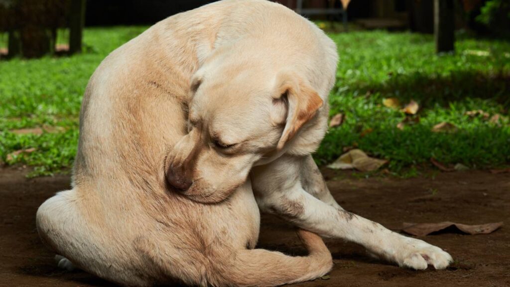 Pulgas atacando o pet no calor? Receita caseira que acaba com elas em 48h