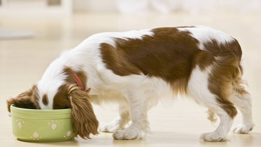 Aprenda a como cuidar corretamente e sem dificuldade de um cachorro filhote