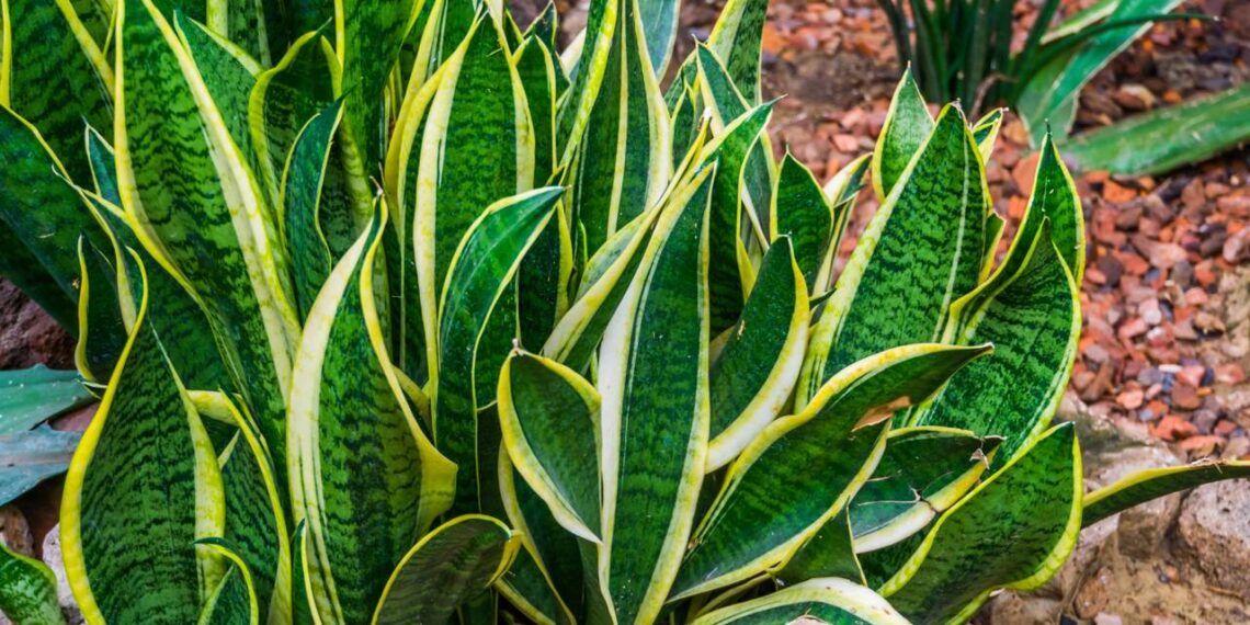 Planta ‘anti-insônia’ aprovada pela ciência que também purifica o ar do quarto