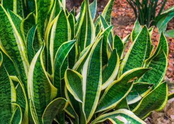 Planta ‘anti-insônia’ aprovada pela ciência que também purifica o ar do quarto