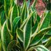 Planta ‘anti-insônia’ aprovada pela ciência que também purifica o ar do quarto