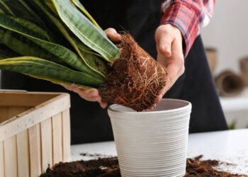 Planta mais antiga contra a inveja e mau-olhado não pode faltar na porta da sua casa