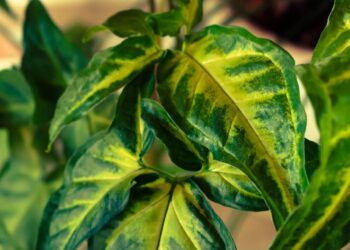 Estas 2 plantas transmitem estilo e elevam o nível da decoração de qualquer casa