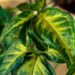 Estas 2 plantas transmitem estilo e elevam o nível da decoração de qualquer casa