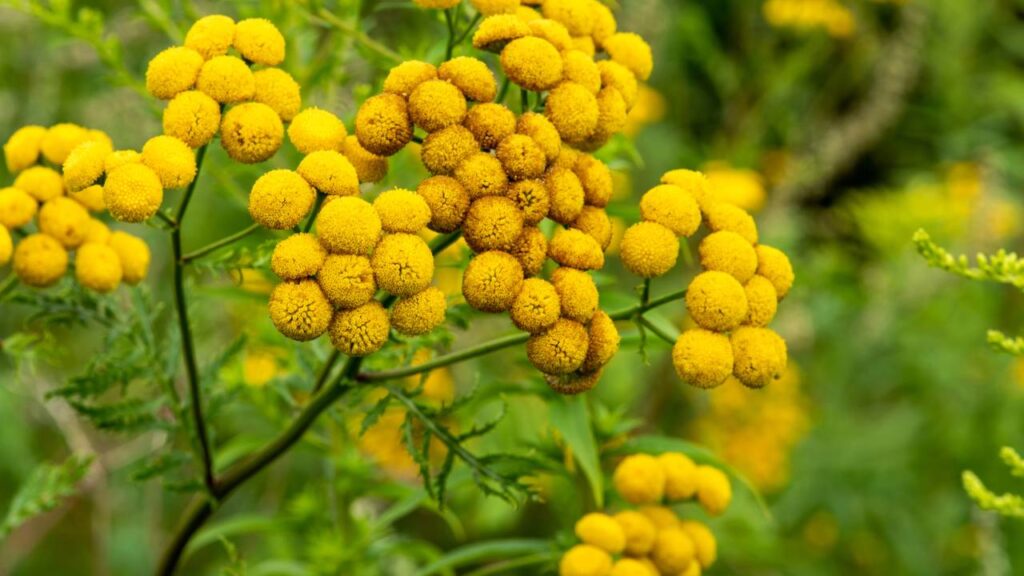 Plantas que ajudam a aliviar a tensão muscular e promovem relaxamento natural