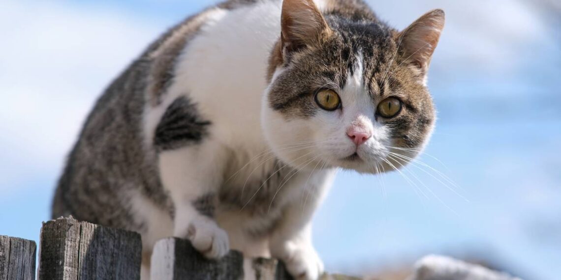 4 nomes criativos para gatos que não param dentro de casa