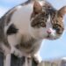 4 nomes criativos para gatos que não param dentro de casa