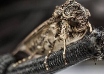 Evite traças nos guarda-roupas na primavera: métodos que protegem tecidos o ano todo