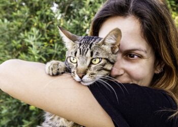 10 erros comuns que tutores iniciantes cometem ao cuidar de um gato