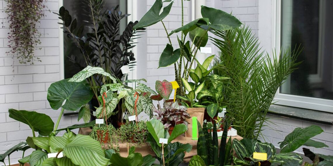 Nem flor de plástico, nem vaso gigante: plantas perfeitas para uma decoração sem exageros
