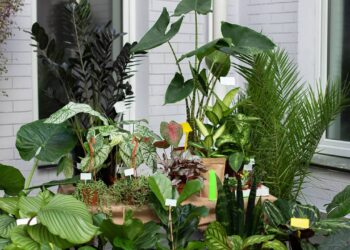 Nem flor de plástico, nem vaso gigante: plantas perfeitas para uma decoração sem exageros