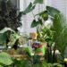 Nem flor de plástico, nem vaso gigante: plantas perfeitas para uma decoração sem exageros