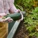 Esta é a forma correta de cultivar abobrinhas no quintal sem dificuldade